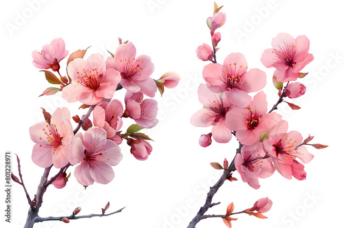 Cherry blossom flowers set,Watercolor painted flowers, Cherry blossom flower on a white background.