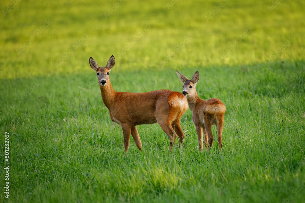 European roe deer, Capreolus capreolus, in green meadow. Doe and fawn standing in grass and grazing. Wild animals in natural habitat. Animal mother and child in summer nature.