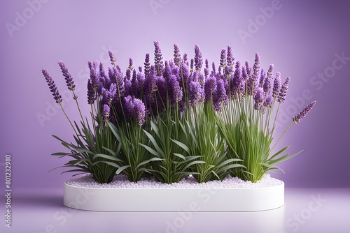 Lavender podium