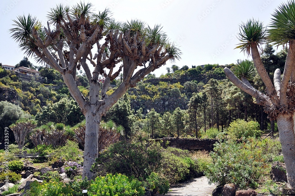 Botanischer Garten Gran Canaria Botanischer Garten Gran Canaria