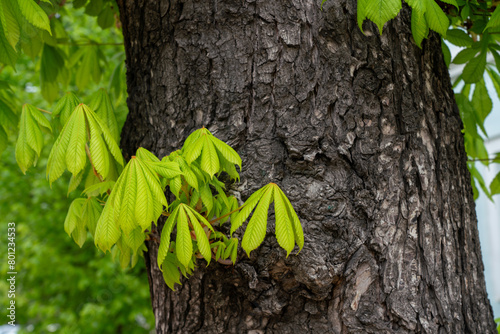 Young and fresh  chestnut 
leaves grow on the trunk of a tree. 