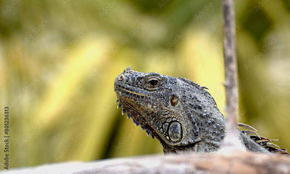 Obraz premium Portret legwana zielonego