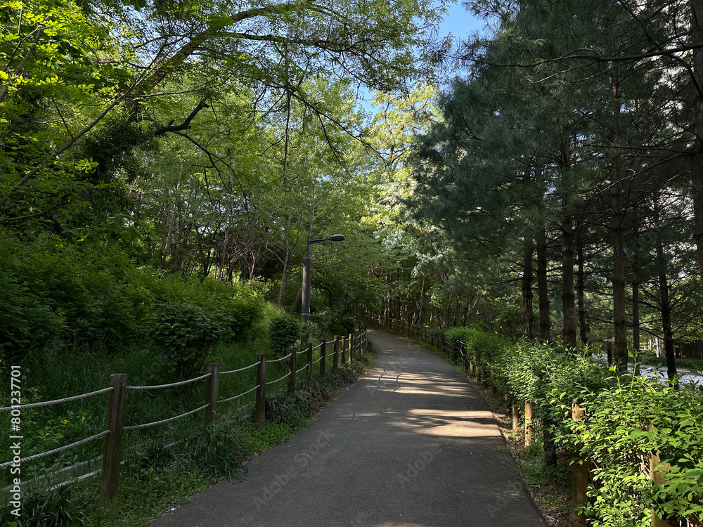 Obraz premium 공원 산책로