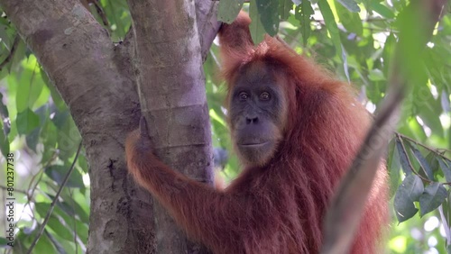 a female sumatran orangutan turns its head and looks at the camera in the rainforest of gunung leuser national park on sumatra, indonesia photo