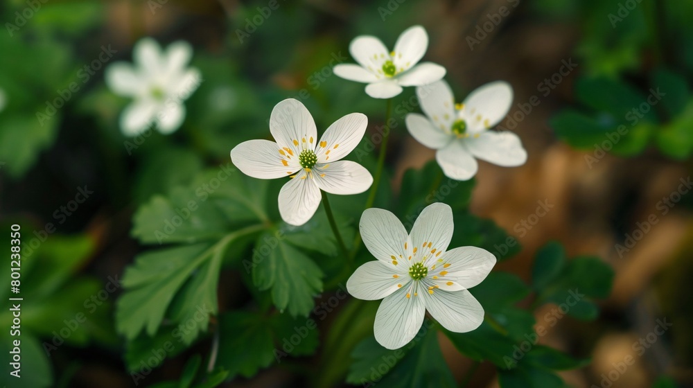 Top view of beautiful forest flowers growing in the forest Top view of beautiful forest flowers growing in the forest
