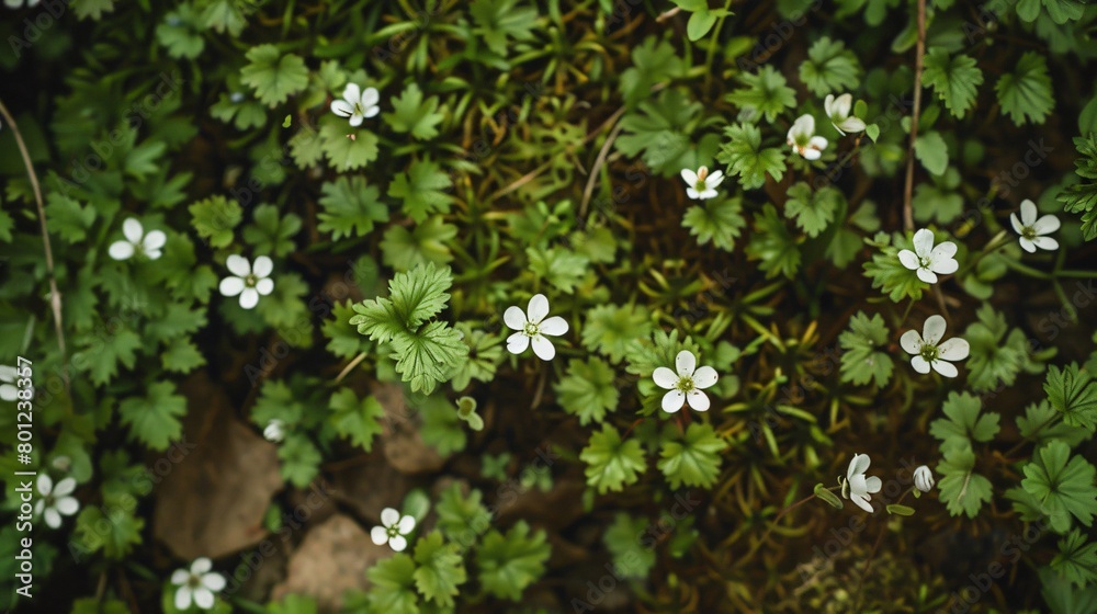 Top view of beautiful forest flowers growing in the forest Top view of beautiful forest flowers growing in the forest
