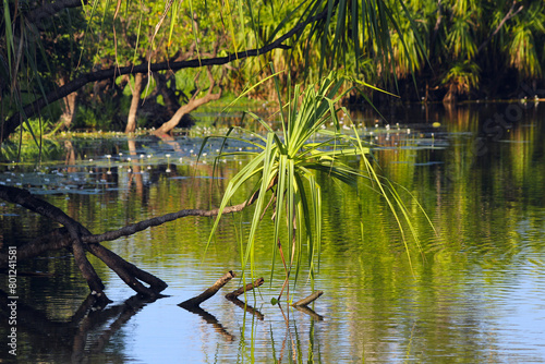 Australian River Serenity: Pandanus Landscape
