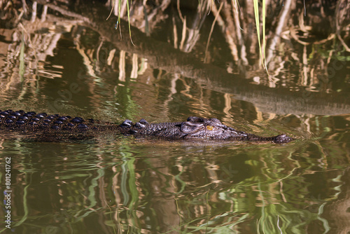 Australian Reptilian : salt water Crocodile