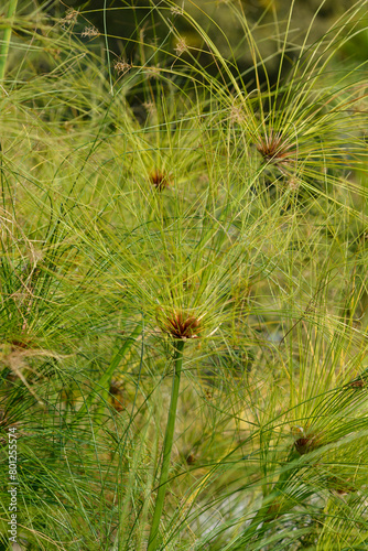 Papyrus sedge flowers and leaves