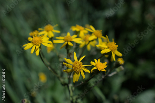 Close up of yellow wild flowers in a field on a farm