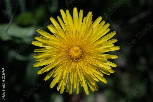 Close up of a yellow dandelion flower high above the grass