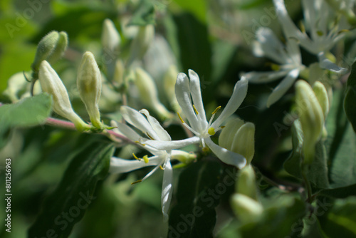 Close up of domesticated bush flowers with white pedals in a group on a branch