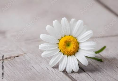 A white daisy flower with a yellow center on a wooden surface