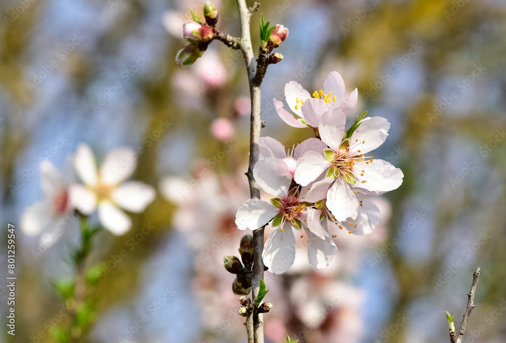 Photos of almond trees and almond flowers