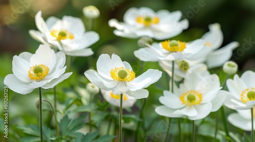 There are several white anemone flowers with yellow centers. The flowers are in focus and have a blurred background.   © Awais