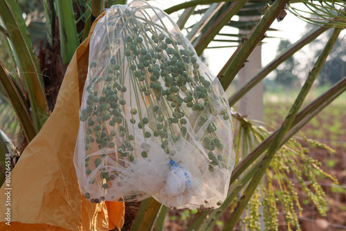 Date palm baby fruit had protection by mesh fabric bag from the insects,  growth in Thailand farming.