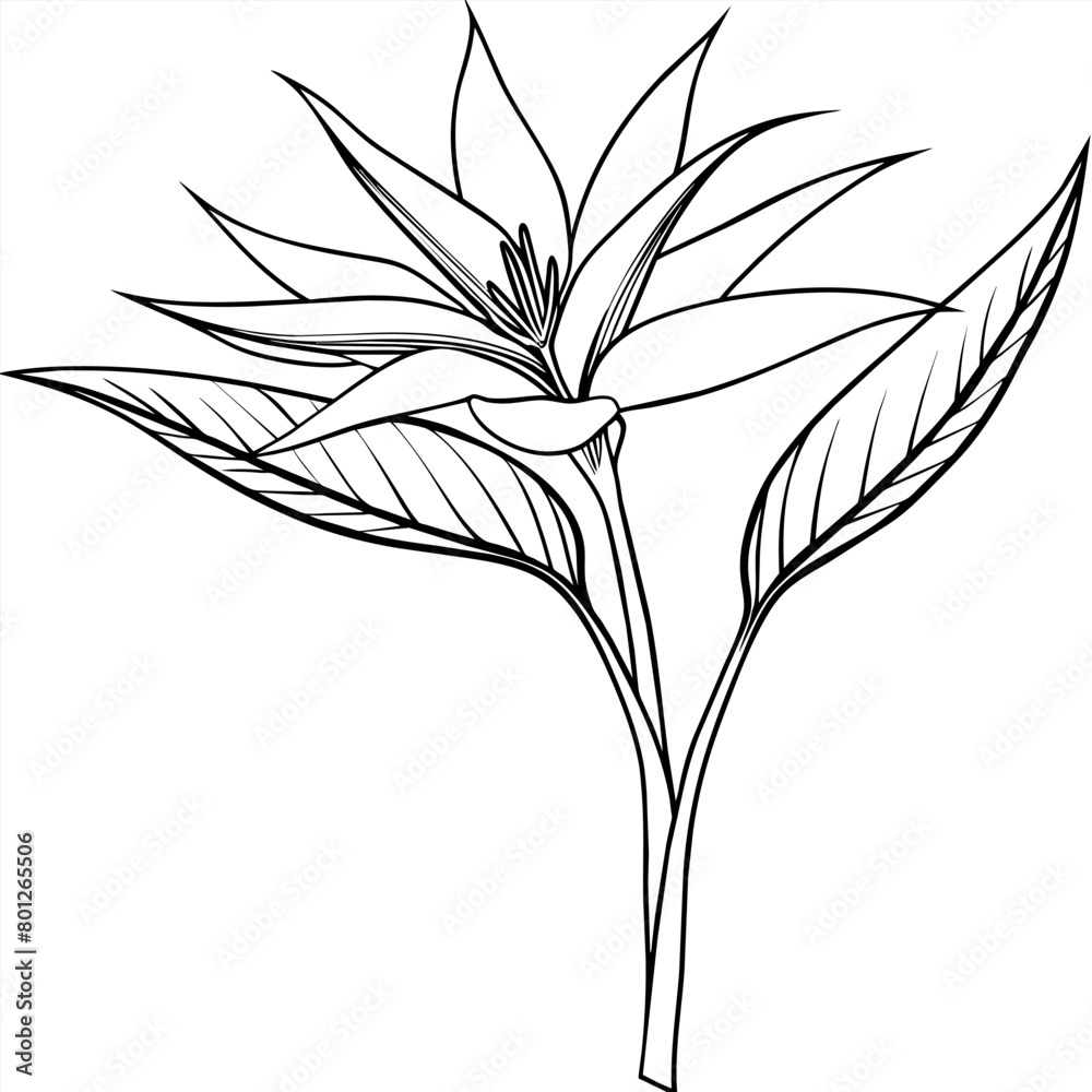 Obraz premium Bird of Paradise flower plant outline illustration coloring book page design, Bird of Paradise flower plant black and white line art drawing coloring book pages for children and adults