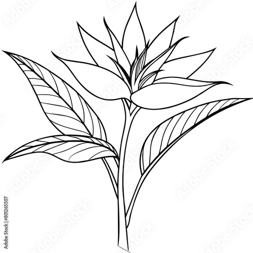 Bird of Paradise flower plant outline illustration coloring book page design, Bird of Paradise flower plant black and white line art drawing coloring book pages for children and adults
