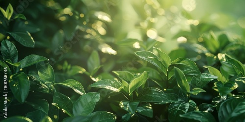 Sunlight Filtering Through Fresh Green Leaves on a Peaceful Morning