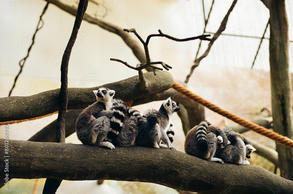 Fototapeta premium lemurs sitting on tree