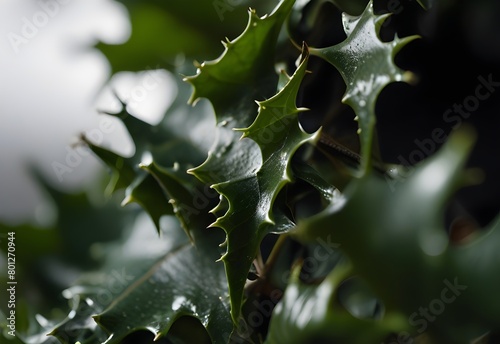 A close-up view of a holly leaf's jagged edges, its dark green surface reflecting light, contrasting with its spiky points, generative AI