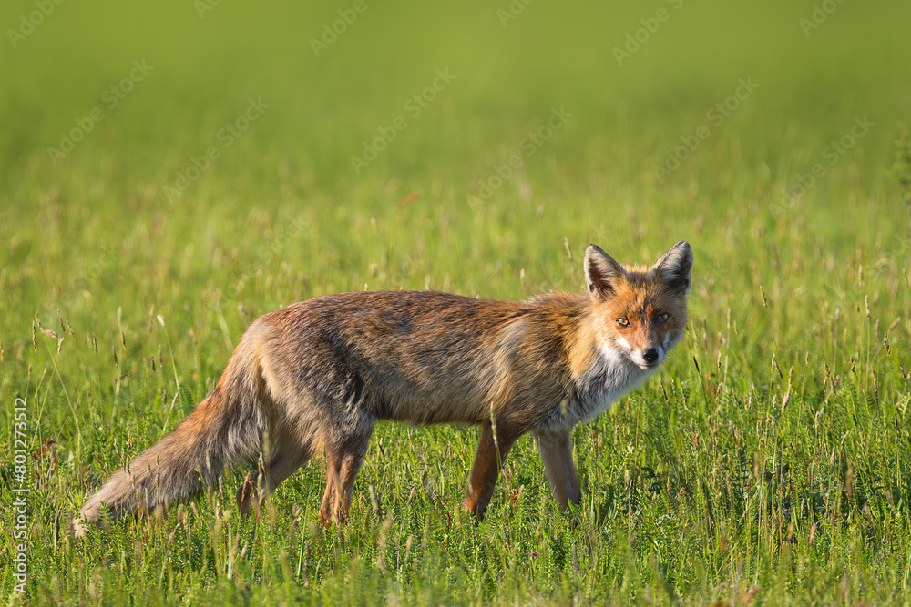 common red fox in the field common red fox in the field