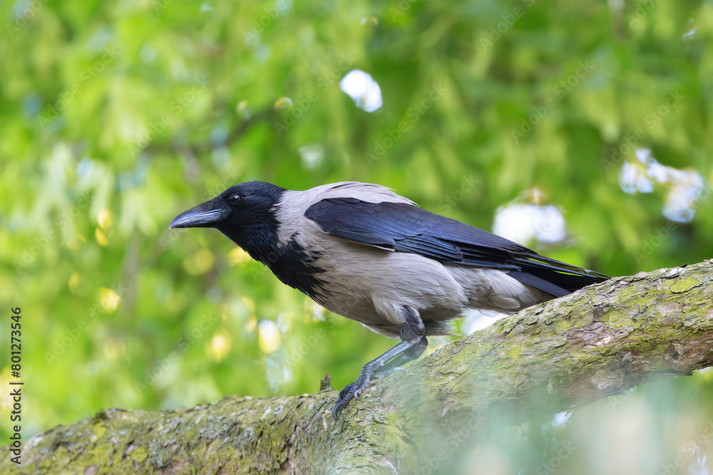 Fototapeta premium hooded crow on a pine branch