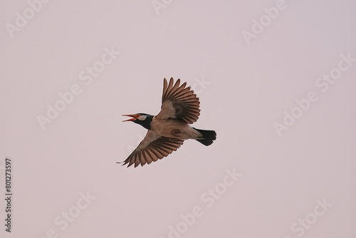 Pied starling © Kunal