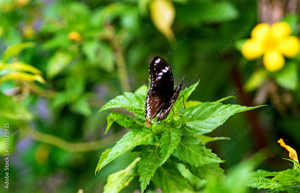 common eggfly or blue moon butterfly in the garden common eggfly or blue moon butterfly in the garden