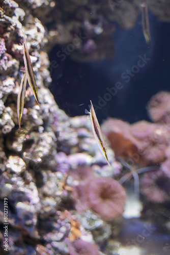 Tropical saltwater shrimpfish photo