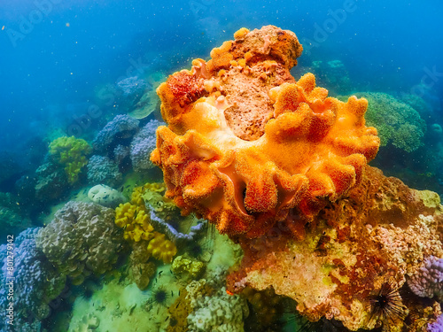 Beautiful coral under the sea at Samaesarn island, Sattahip Chonburi. Select focus photo