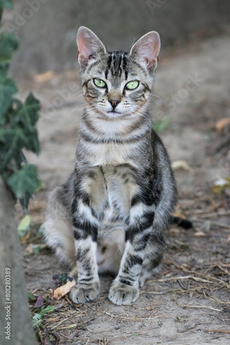 Colonia felina