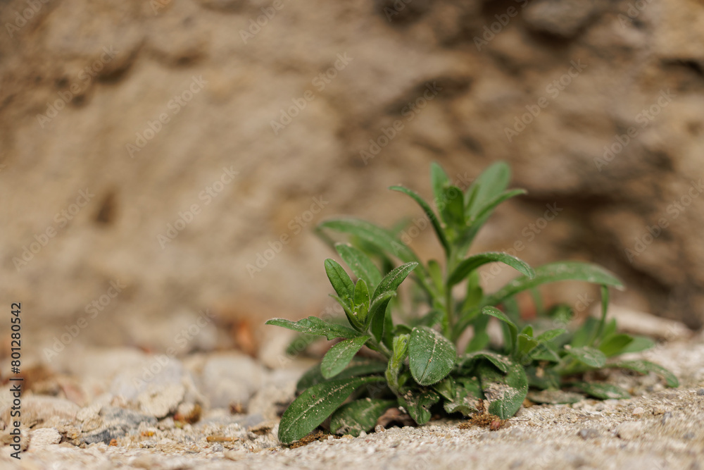 A tiny plant sprouting from the soil