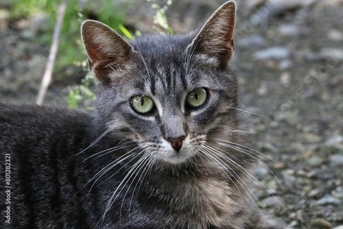 Colonia felina