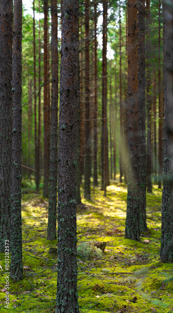 forest in autumn forest in autumn