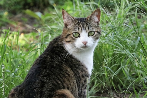 Wallpaper Mural Colonia felina Torontodigital.ca