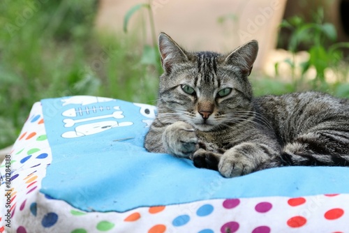 Colonia felina