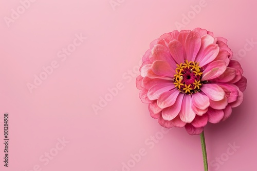 Vibrant Zinnia on Pastel Background