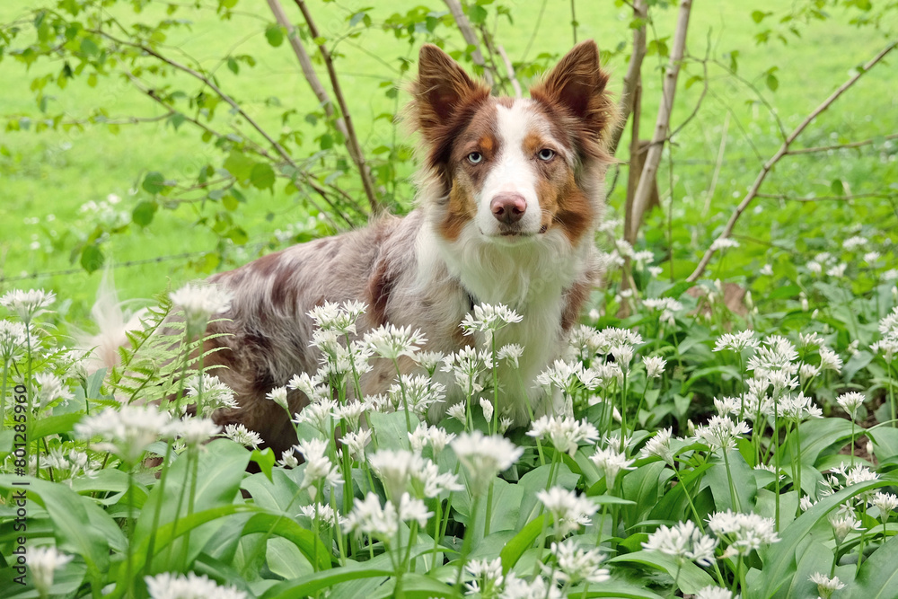 A tri red merle border collie standing in woodland filled with the white flowers of wild garlic. A tri red merle border collie standing in woodland filled with the white flowers of wild garlic.