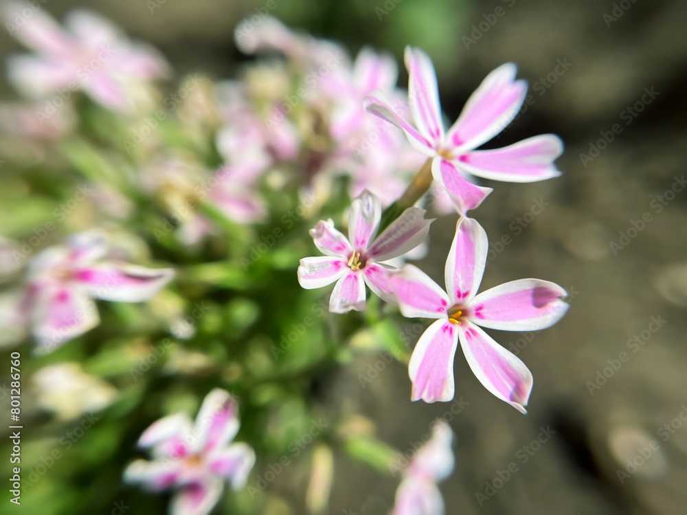 Fototapeta premium striped pink and white phlox flowers close -up