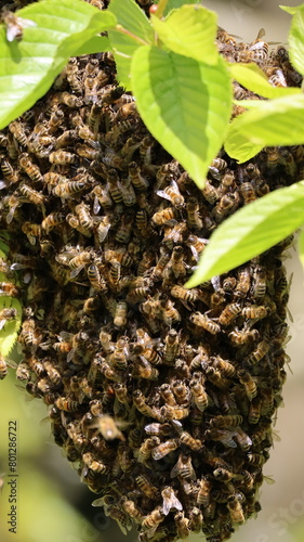 Bees in spring swarming photo