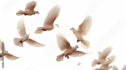 white doves with outstretched wings against a white background.