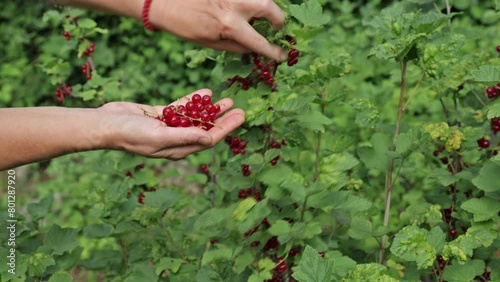 The woman collects red currant. Ripe berries of red currant on the branch. Healthy berries of red currant in a bowl in a summer garden. Healthy eating concept