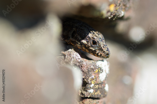 Wall lizard close up 