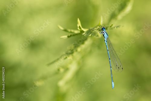 blue dragonfly on a green leaf