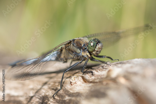 Close up of a dragonfly on tree branch.