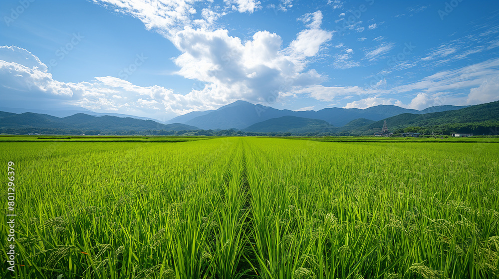 Rice fields in Japan Rice fields in Japan