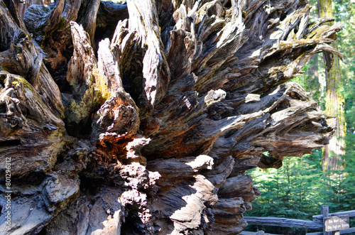 fallen tree rots of a Sequoia