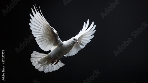 White dove flying isolated on a black background