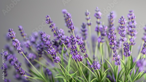 Fresh lavender sprigs  gentle gray background  culinary arts magazine cover  soft morning light effect  close frontal view